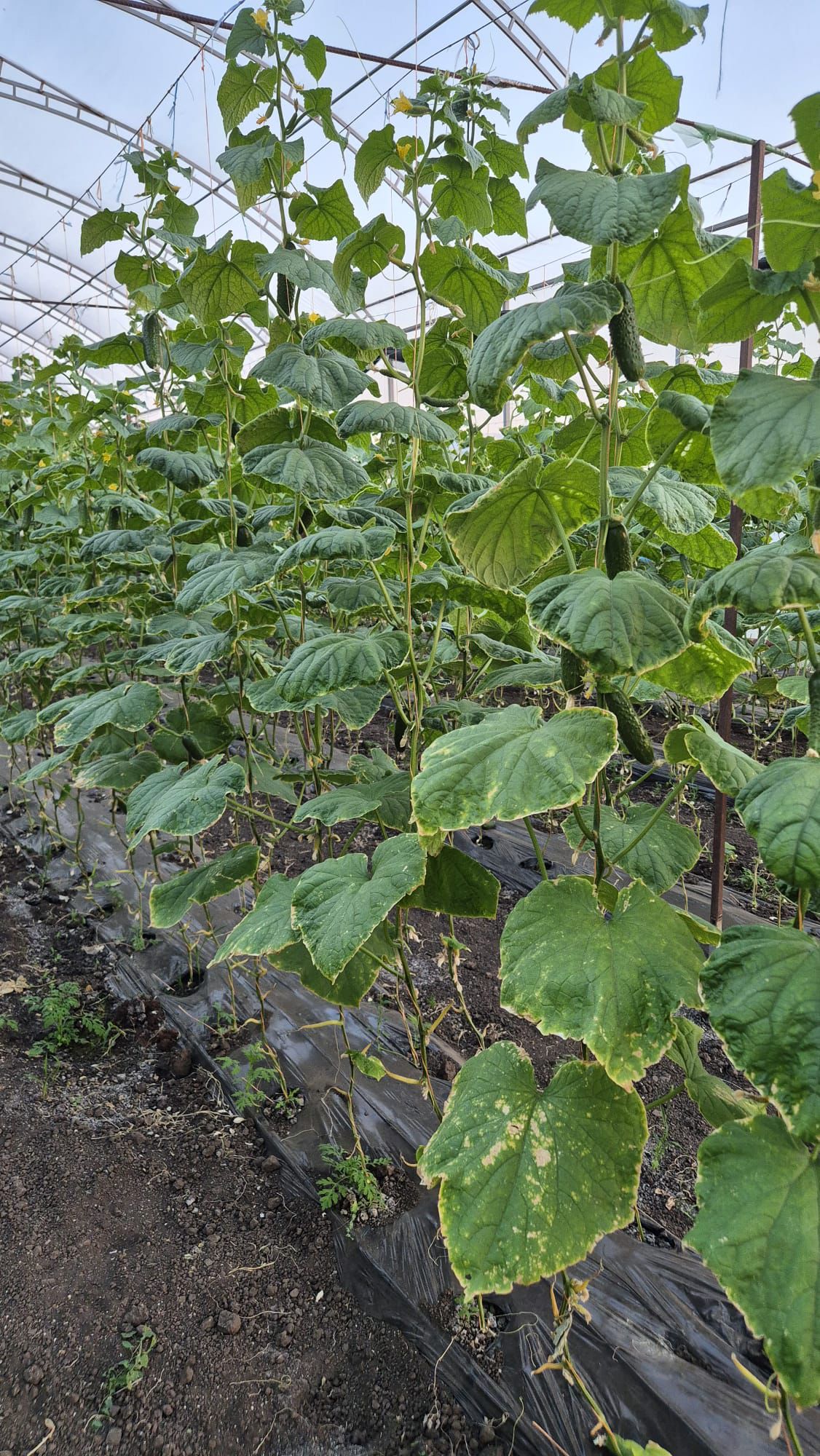 Cucumber crop growing on trellises inside a Moldovan greenhouse