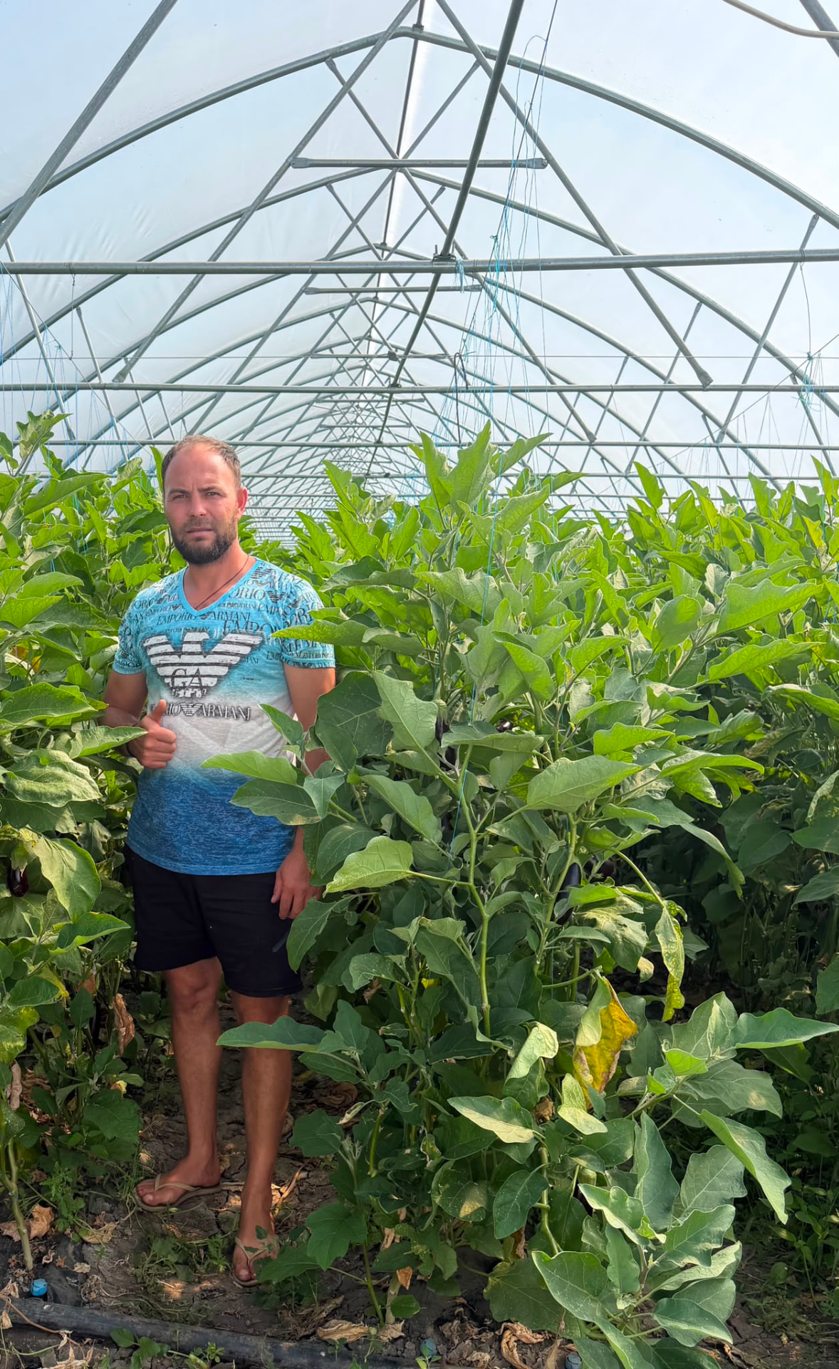 Ion Bobu, producător de vinete, în spațiul său de cultivare protejată
