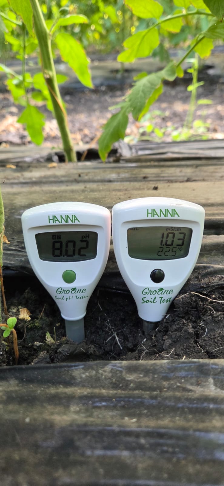 Two HANNA GroLine meters standing in the soil of a protected-cultivation bed, showing a pH reading of 8.02 and an EC reading of 1.03 mS/cm at 22.5°C