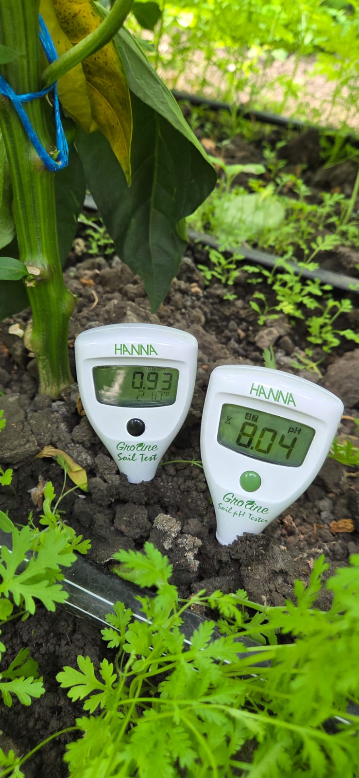 Two HANNA GroLine soil testers placed in the soil beside a cucumber plant in a protected-cultivation site, showing EC and pH readings