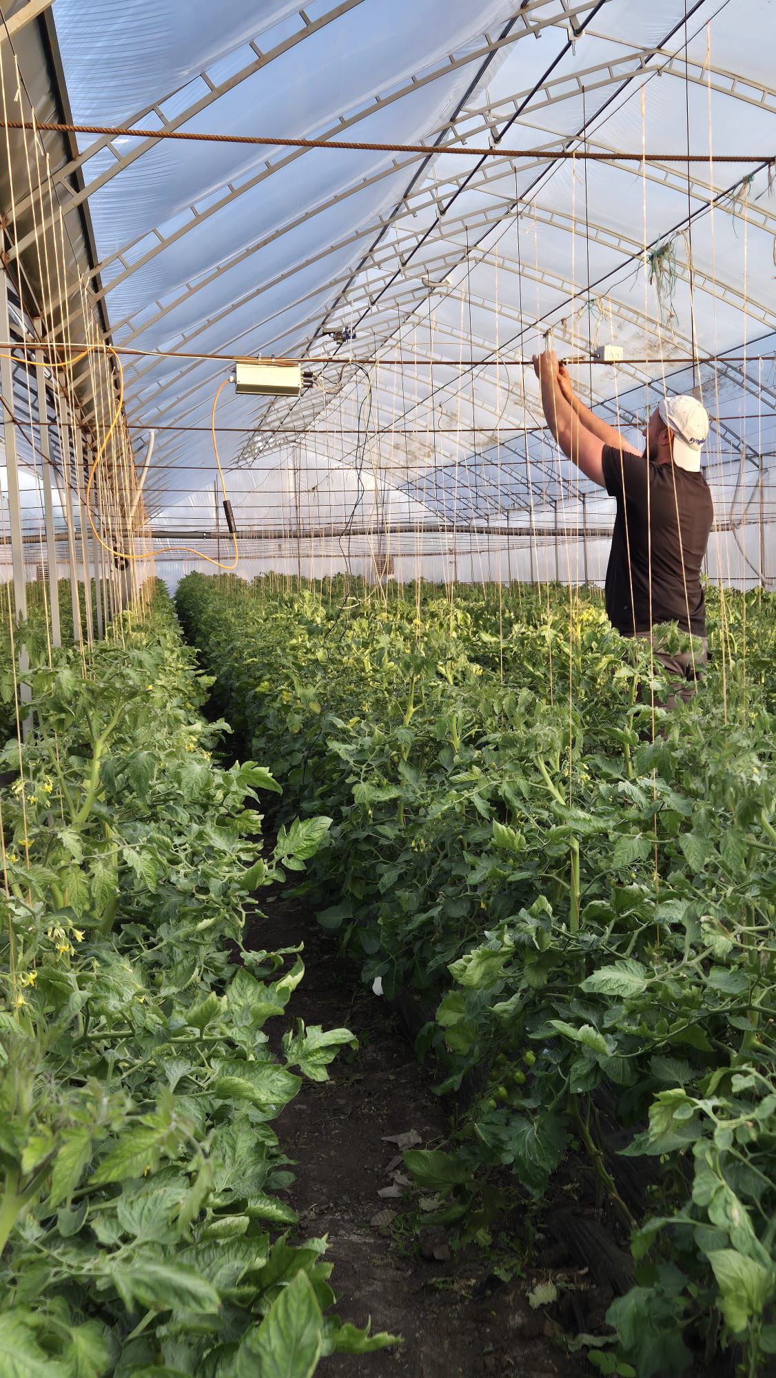 Farmer adjusting a sensor inside a tomato greenhouse