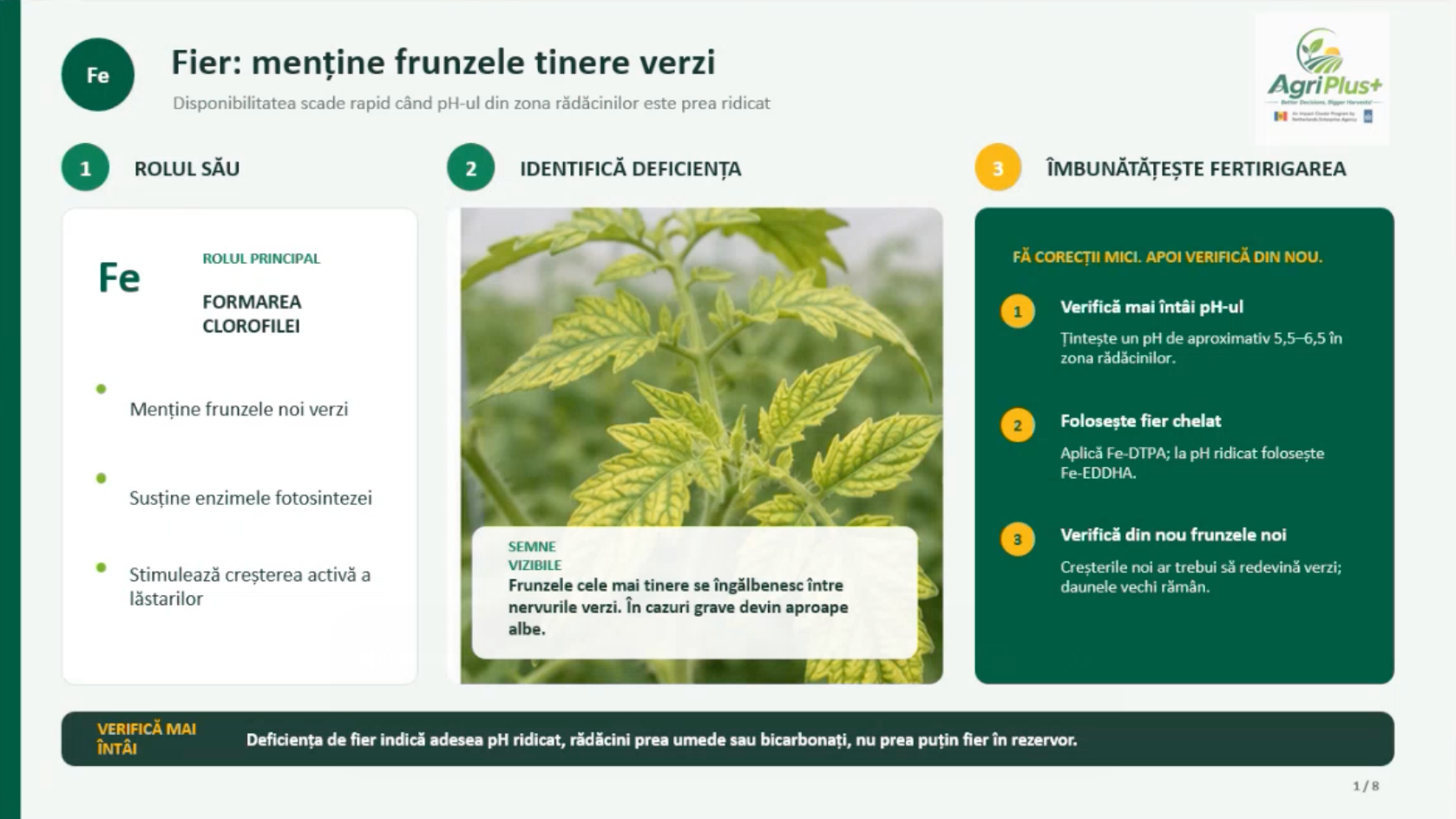 AgriPlus+ farmer training slide explaining how iron keeps young leaves green, how to identify iron deficiency and how to improve fertilisation